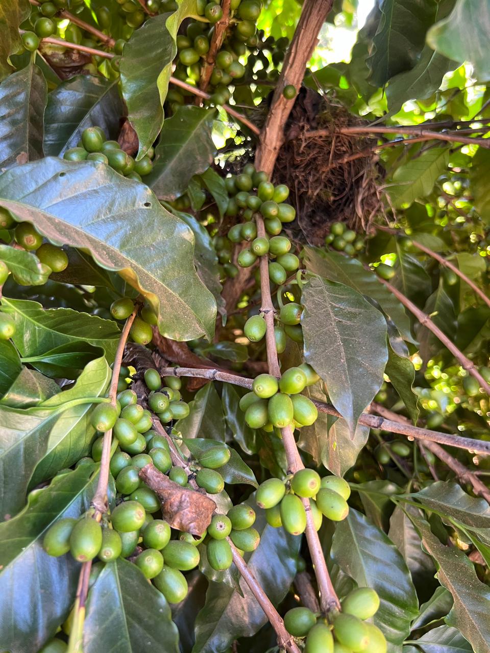 Cerezas de café creciendo en la planta en Itamonte